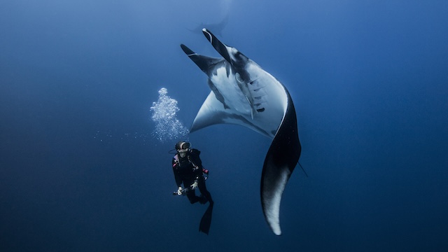 Plongeur sous-marin en admiration devant une raie manta géante déployant ses ailes dans les eaux bleues profondes de la Thaïlande.