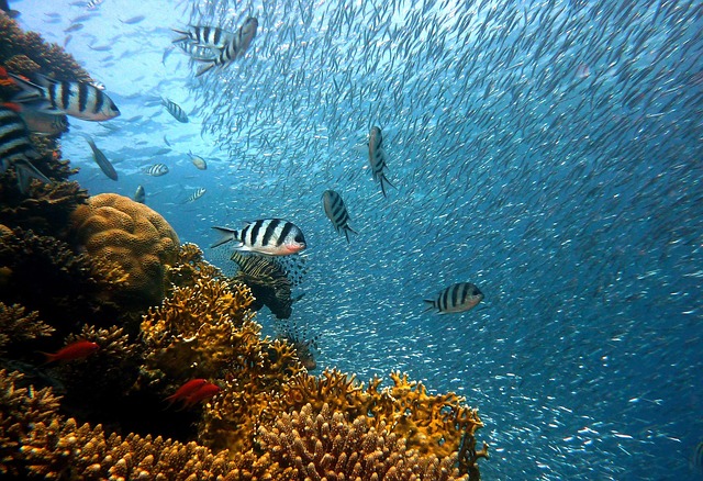 Riche récif corallien en Thaïlande avec un banc de poissons, illustrant la biodiversité marine que la fermeture des îles vise à protéger.