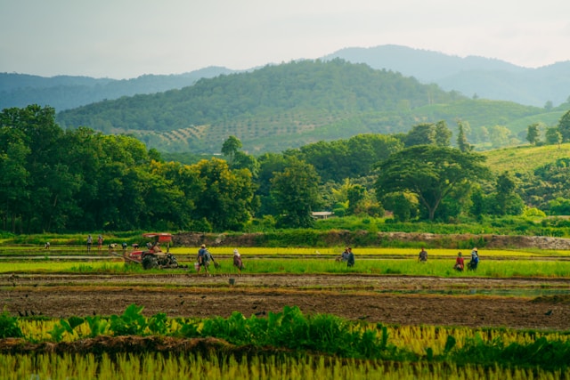 Scène de la vie agricole à Chiang Rai : des paysans thaïlandais travaillent dans les rizières au pied des montagnes verdoyantes.