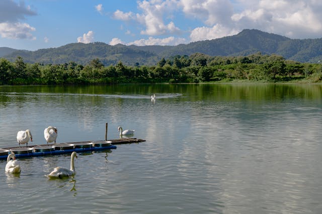 Plusieurs cygnes blancs sur un lac au Singha Park, avec en arrière-plan les collines verdoyantes de la province de Chiang Rai.