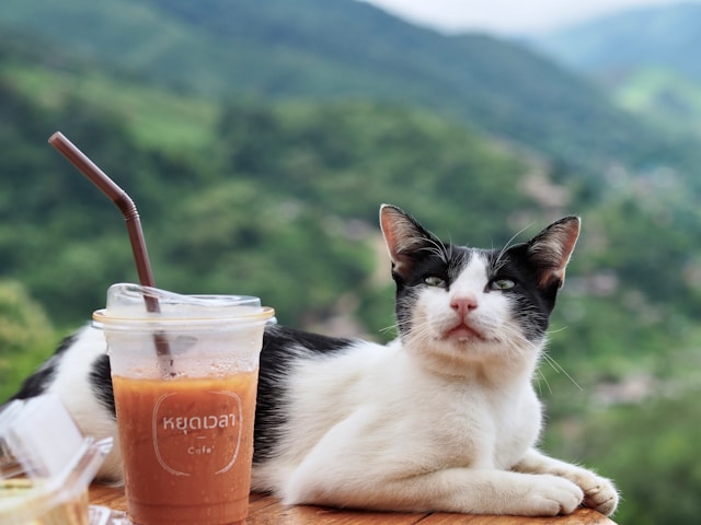 Un chat noir et blanc se repose à côté d'un verre de thé glacé thaïlandais, avec les montagnes verdoyantes de Thaïlande en arrière-plan.