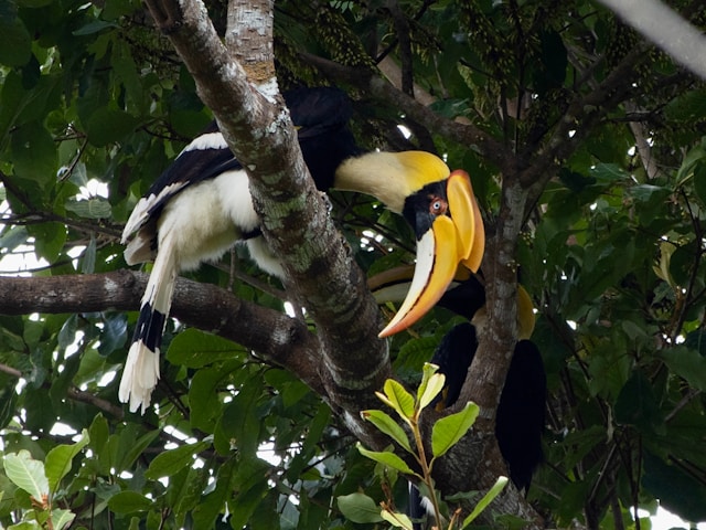 Un grand calao bicorne avec son large bec jaune, perché sur une branche d'arbre dans la jungle du parc national de Khao Yai.