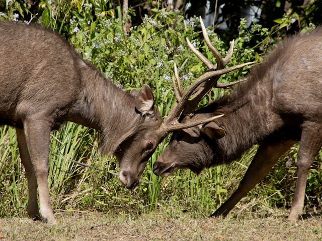 Deux cerfs Sambar mâles se faisant face avec leurs bois entremêlés dans une clairière verdoyante du parc national de Khao Yai en Thaïlande.