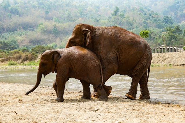 Une maman éléphant et son petit se tiennent au bord d'une rivière dans un sanctuaire naturel de Chiang Mai.