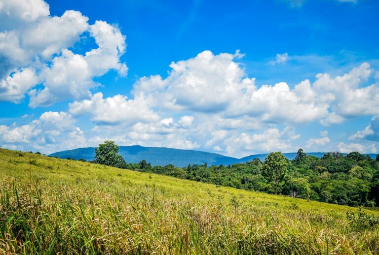 Vaste prairie verdoyante sous un ciel bleu avec des nuages et des montagnes en arrière-plan dans le parc national de Khao Yai.