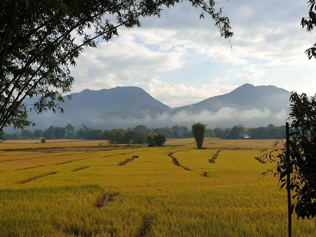 Vue sur les rizières dorées de Pai avec les montagnes brumeuses en arrière-plan