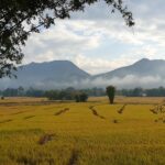 Vue sur les rizières dorées de Pai avec les montagnes brumeuses en arrière-plan