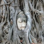 Tête d'une statue de Bouddha en pierre, sereine et ancienne, enchâssée dans les racines entrelacées d'un grand arbre au temple Wat Mahathat à Ayutthaya, en Thaïlande.