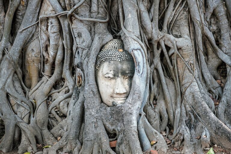 Tête d'une statue de Bouddha en pierre, sereine et ancienne, enchâssée dans les racines entrelacées d'un grand arbre au temple Wat Mahathat à Ayutthaya, en Thaïlande.