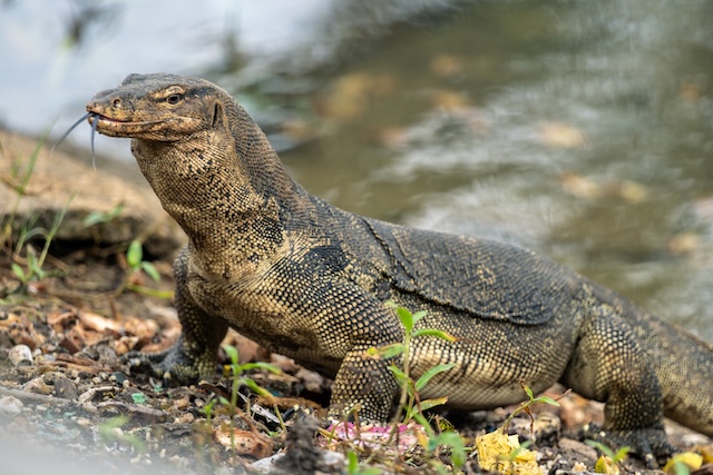 Gros plan d'un grand varan sur la berge du lac du Parc Lumpini à Bangkok, avec sa langue sortie, une attraction insolite de la capitale thaïlandaise.