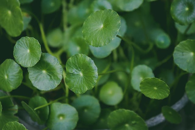Gros plan sur les feuilles vertes et rondes de la plante Centella asiatica, aussi appelée Gotu Kola, dans une lumière naturelle et douce.