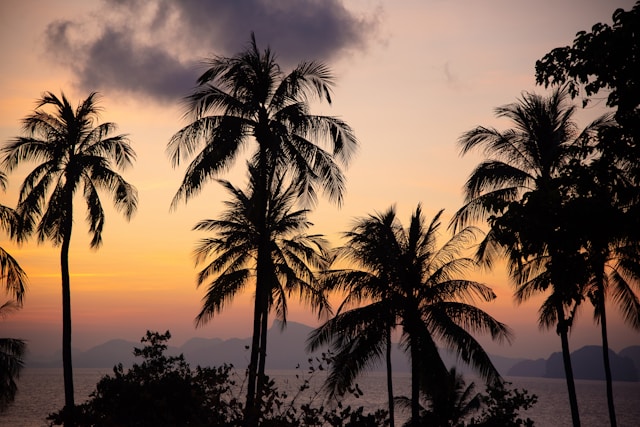 Silhouettes de palmiers se découpant sur un ciel de coucher de soleil orange au-dessus de la baie de Phang Nga en Thaïlande.