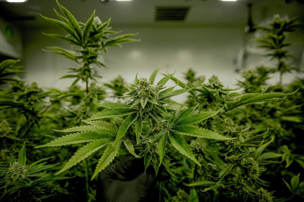 Main gantée inspectant un plant de cannabis mature dans une ferme de culture intérieure en Thaïlande, illustrant le nouveau cadre médical strict de la loi 2025.