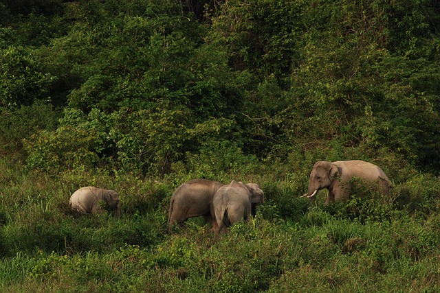 Une famille d'éléphants avec un éléphanteau marchant librement dans la jungle luxuriante d'un sanctuaire éthique en Thaïlande.
