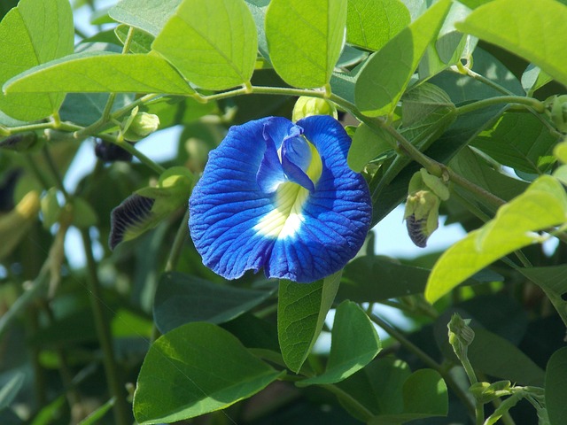 Gros plan sur une fleur de pois papillon d'un bleu intense, avec son cœur blanc et jaune, entourée de feuilles vertes sur sa liane.