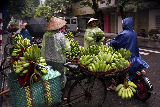 Scène de rue au Vietnam montrant des vendeuses coiffées du chapeau conique traditionnel et vêtues de ponchos de pluie, vendant des bananes vertes depuis leurs vélos.