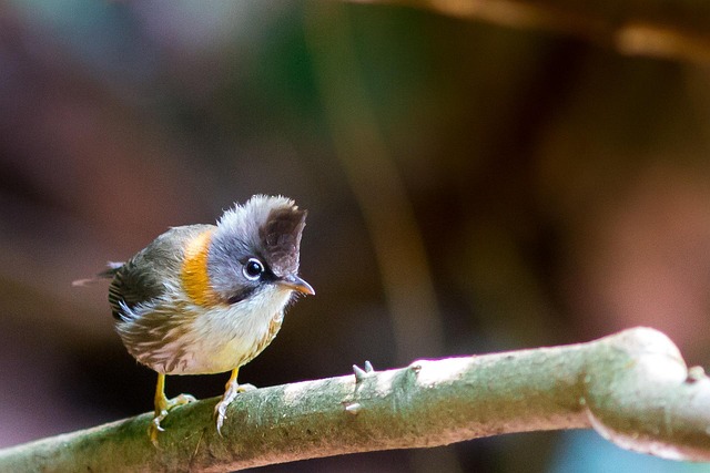 Un Yuhina à moustaches, oiseau rare, perché sur une branche dans la forêt luxuriante du parc national de Doi Phu Kha, province de Nan en Thaïlande.