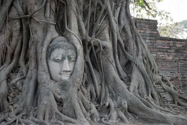 La tête de Bouddha en pierre, au visage serein, emprisonnée dans les racines d'un figuier au Wat Mahathat, dans le parc historique d'Ayutthaya.