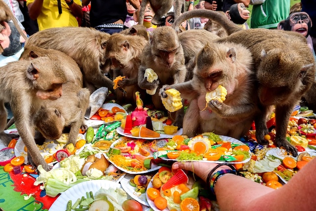 Plusieurs singes macaques en train de manger des fruits et des légumes sur une table de banquet lors du festival des singes de Lopburi en Thaïlande.