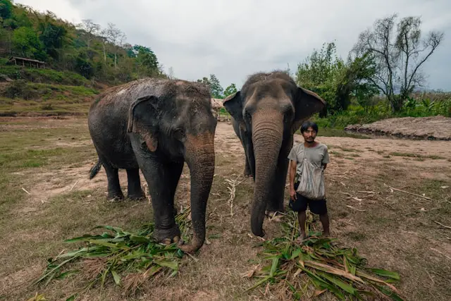 Deux éléphants nourris par leur soigneur dans un sanctuaire éthique en Thaïlande, une alternative responsable au tourisme animalier.