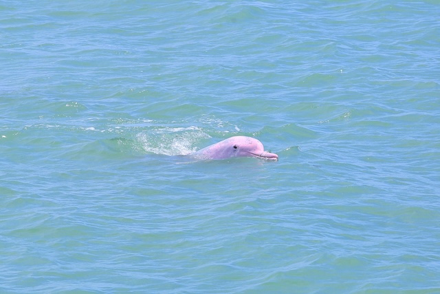 Dauphin rose nageant en surface dans la mer au large de Khanom, dans le sud de la Thaïlande