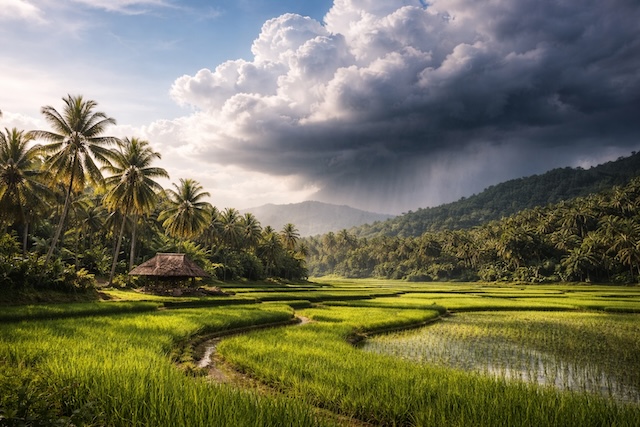 Rizières d’Asie du Sud-Est sous un ciel tropical avec averse de mousson en formation