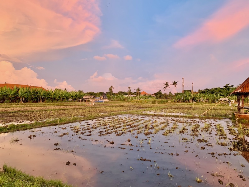 Rizières de Bali avec eau, palmiers et ciel rosé