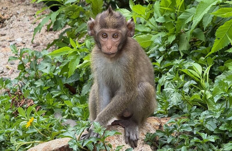 Jeune singe assis au bord de la route de Klong Son sur l'île de Koh Chang